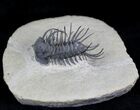 Spiny Koneprusia Trilobite - Foum Zguid, Morocco #25140-8